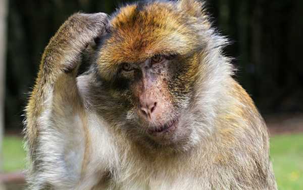 Pervy Drunkard Monkey Punished with Lifetime Jail in Kanpur Zoo For Unusually Notorious Activities