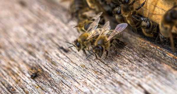 Buzz Off: Honey Bees Use Dung to Scare Giant Killer Hornets From Hives, Study Finds