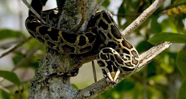 Yummy? Pythons Might Be Featured in Restaurant Menus in Florida if Scientists Prove Them Edible