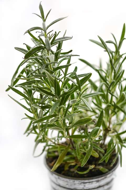 Best Plants for Indoor Herb Gardens