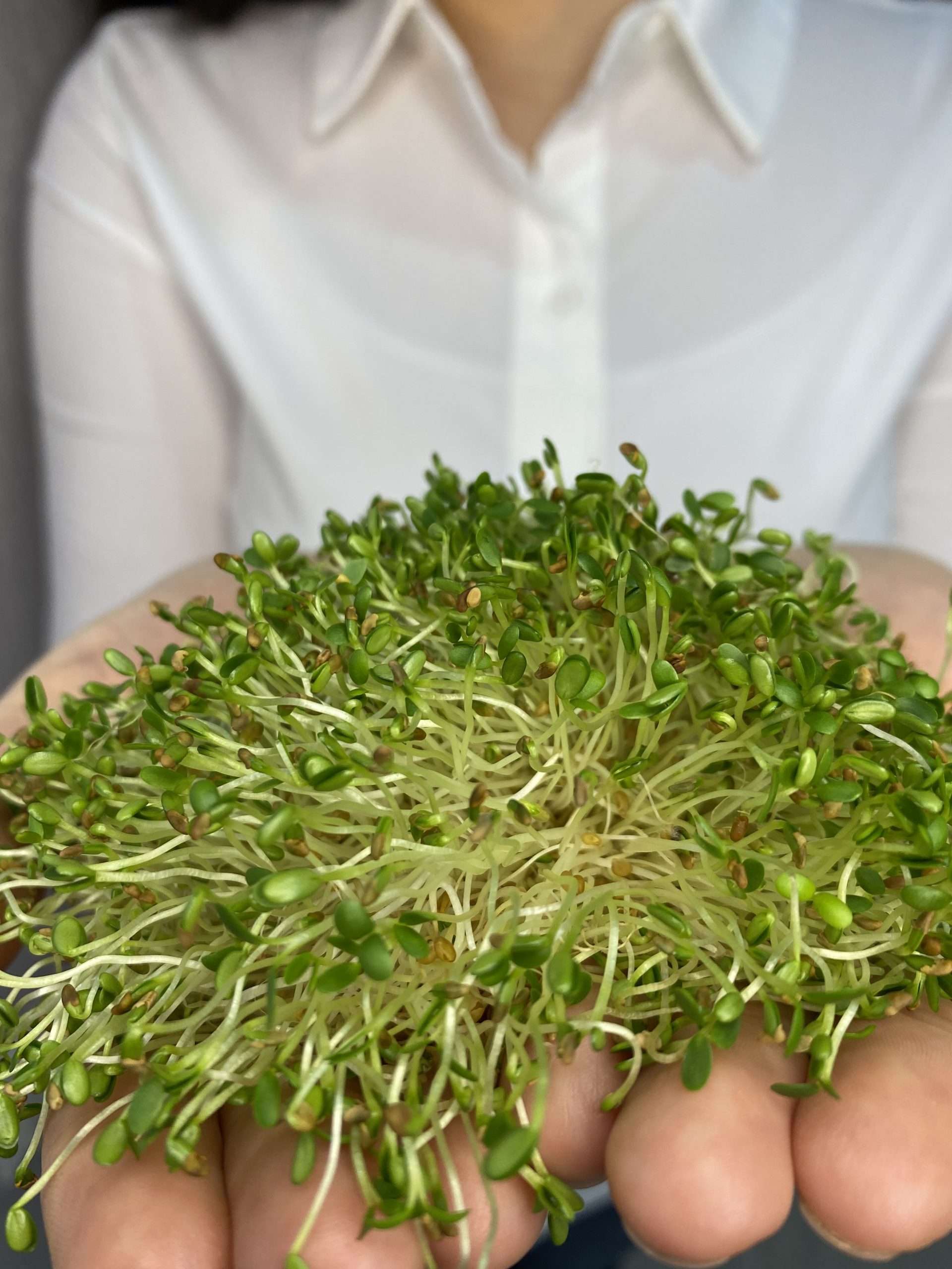Are sprouts a superfood?
