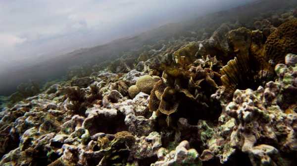 US lawsuit seeks to protect habitat of endangered corals