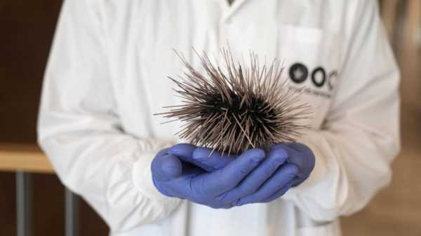 Red Sea corals threatened by mass sea urchin die-off, Israeli researchers say