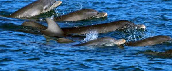 Dolphin moms use baby talk to call to their young, recordings show