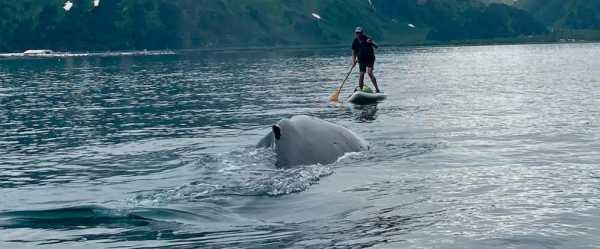 See how an Alaska paddleboarder escaped a close encounter with a humpback whale