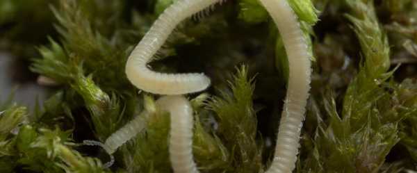 A new millipede species is crawling under LA. It’s blind, glassy and has 486 legs