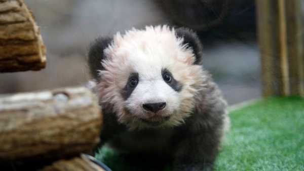 First panda born in France says goodbye and heads to China