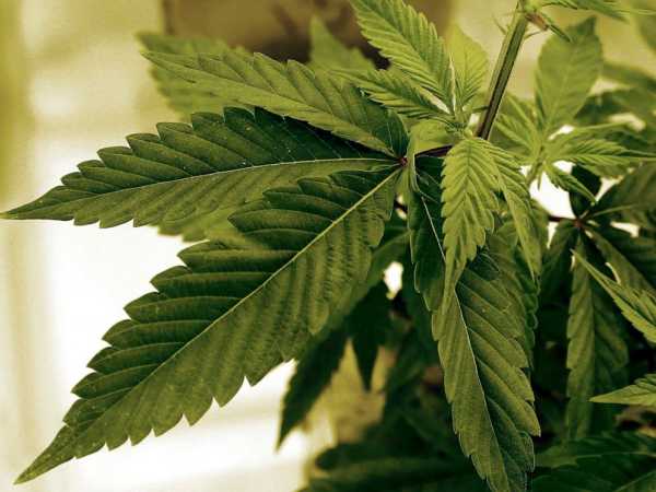 Two tribal nations to open Minnesota’s first legal recreational marijuana dispensaries