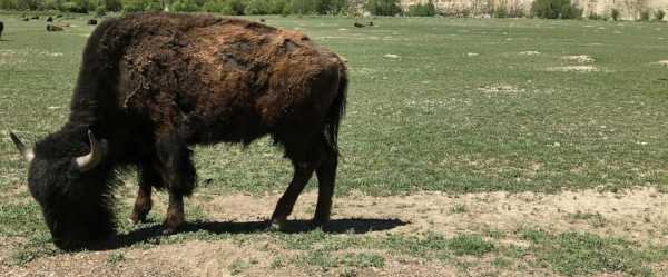 Bison attack visitors in North Dakota and Wyoming national parks