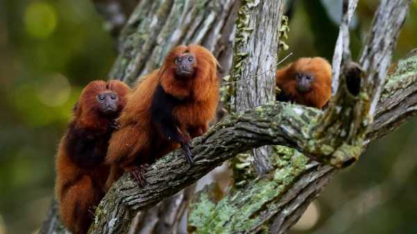 Brazil’s endangered golden monkeys have recovered following big population drop from yellow fever