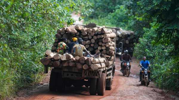 Logging is growing in a Nigerian forest home to endangered elephants. Rangers blame lax enforcement