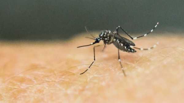 4 more cases of locally acquired dengue reported in Florida as virus continues to spread: Officials