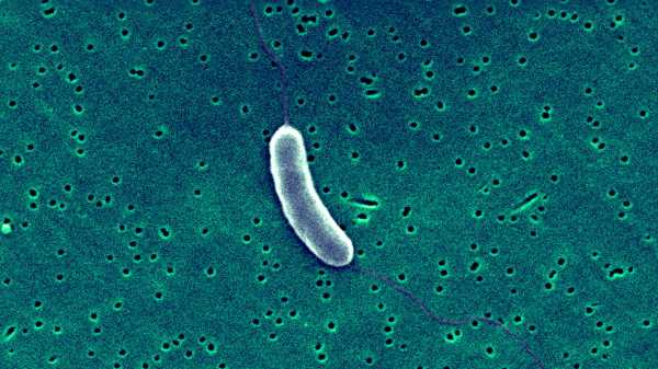 6 die from ‘flesh-eating’ bacteria in 3 Eeast Coast states. Here’s what to know about Vibrio vulnificus