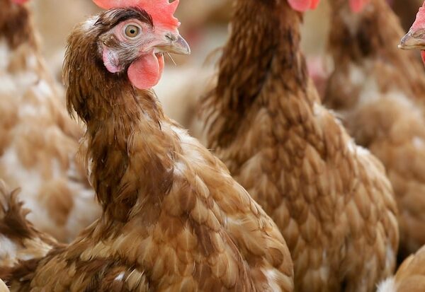 New organic rules announced by USDA tighten restrictions on livestock and poultry producers