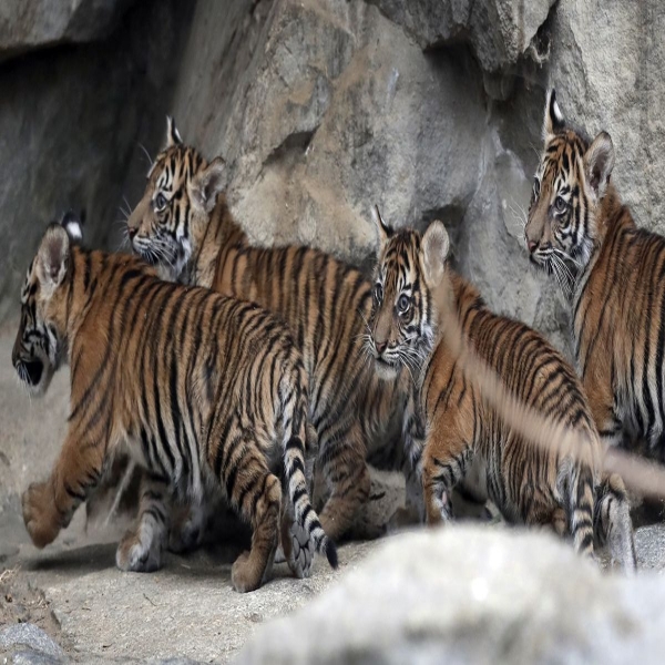 Four tiger cubs walk together in a zoo enclosure.