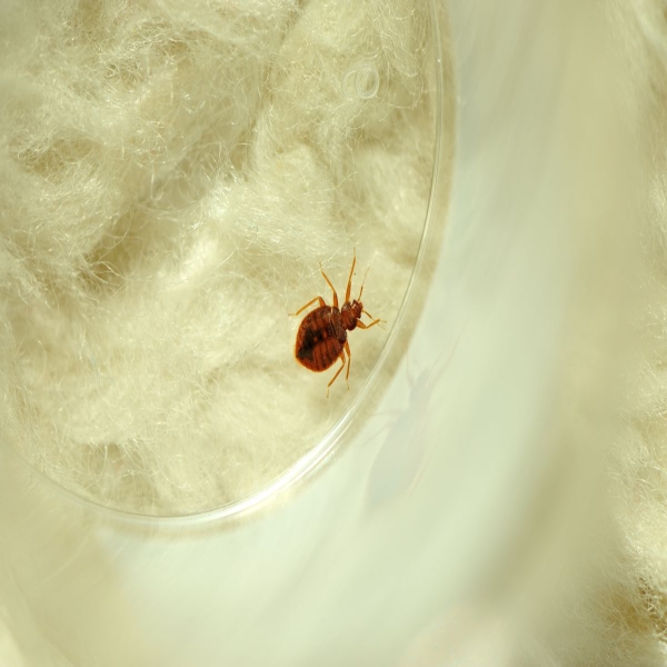 A bedbug in a Petri dish.