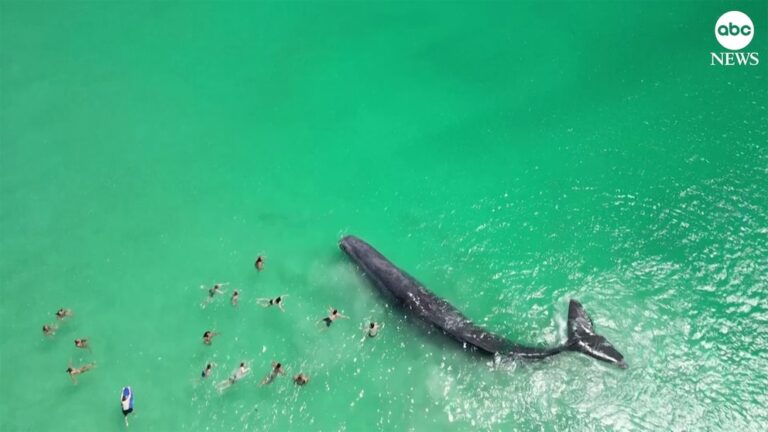 Video Huge whale gets close to swimmers in Australia