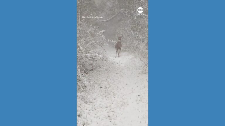 Video Magical winter scene as Wisconsin man encounters deer