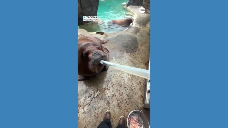 Video Walrus eagerly slurps herring through giant straw