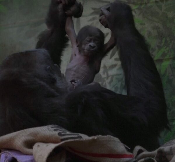 Video London Zoo welcomes birth of critically endangered gorilla