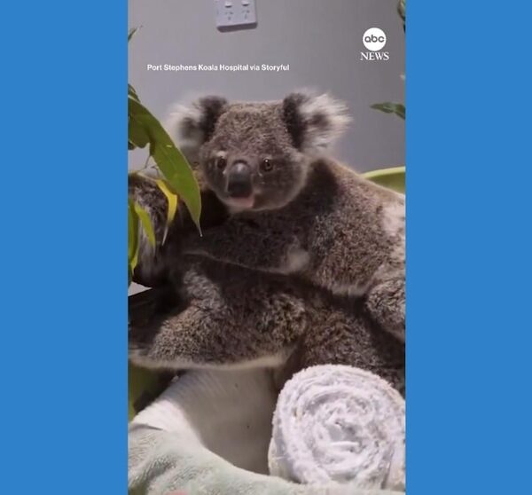 Video Koalas recovering after being hit by car