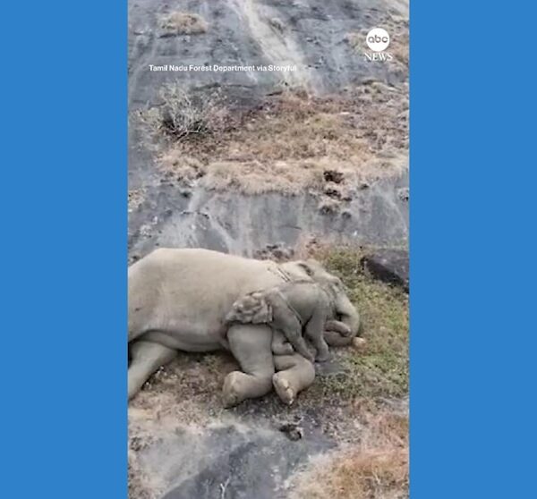 Video Mother elephant cuddles with calf days after reunion