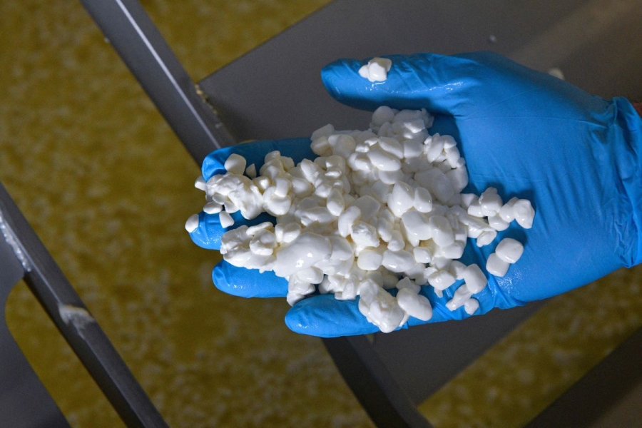 A hand in a blue plastic glove holds a pile of small white cheese curds.
