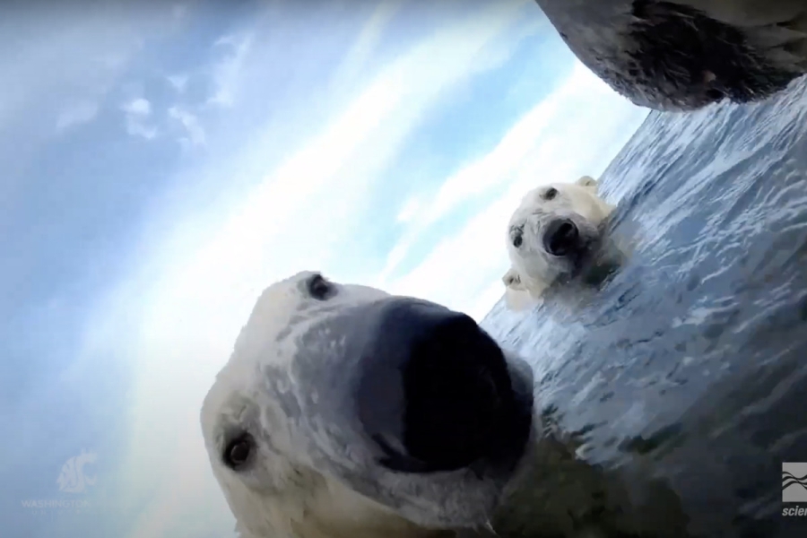 Two polar bears swimming with just their heads above water.