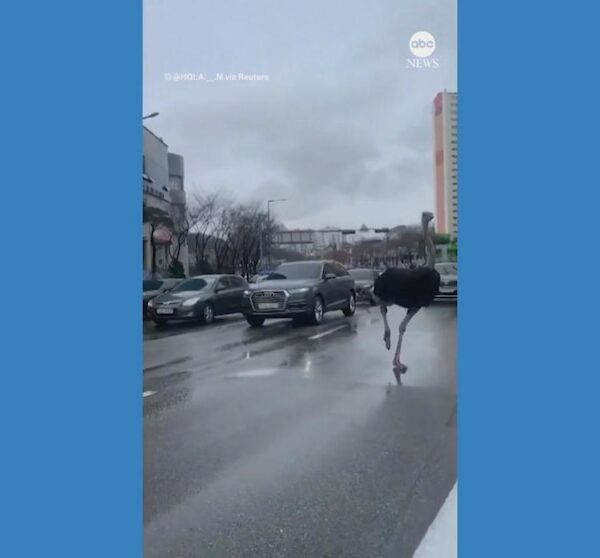 Video Police chase runaway ostrich in South Korea