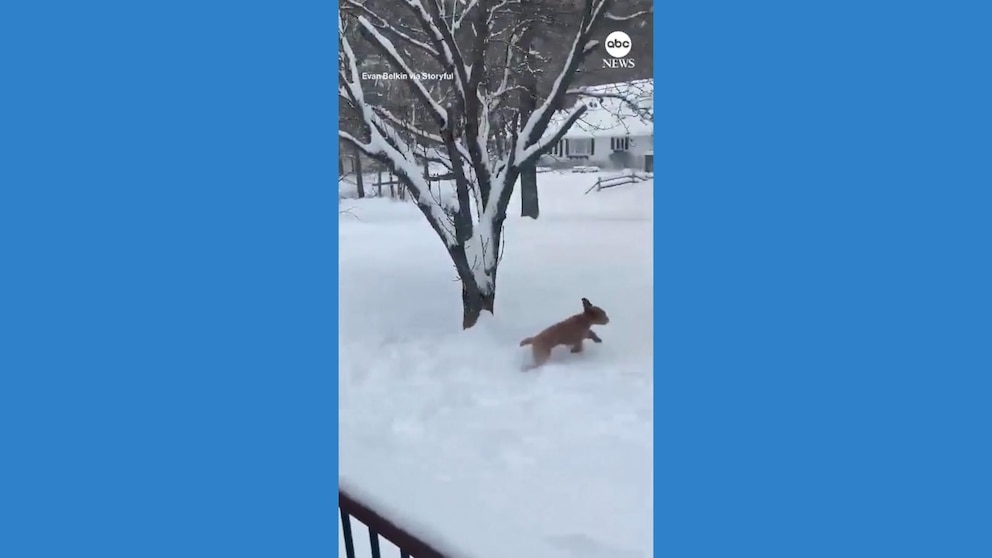 Video Dog frolics through snow in Lake George