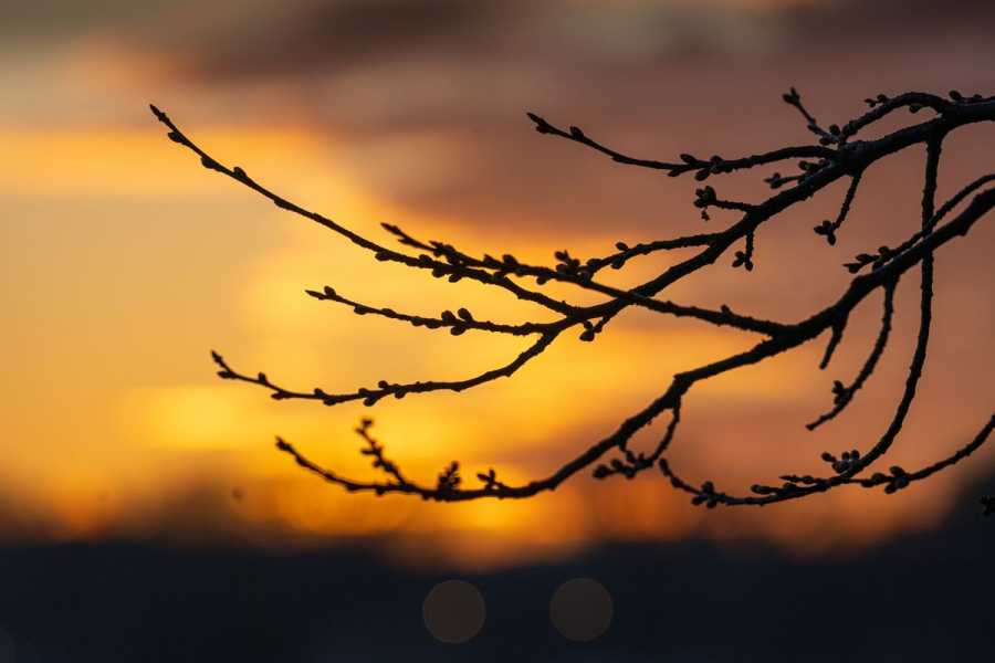 A dark branch silhouetted against an orange and yellow sunrise sky.