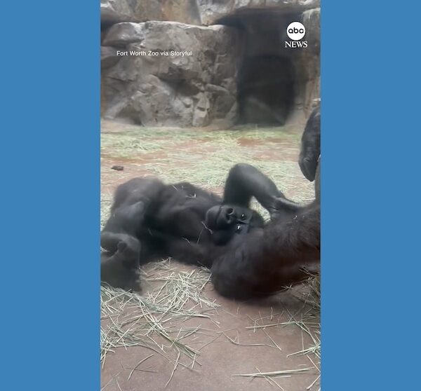 Video Baby gorilla gets tickled by mom at Texas zoo
