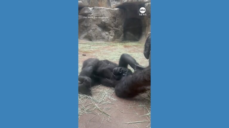 Video Baby gorilla gets tickled by mom at Texas zoo
