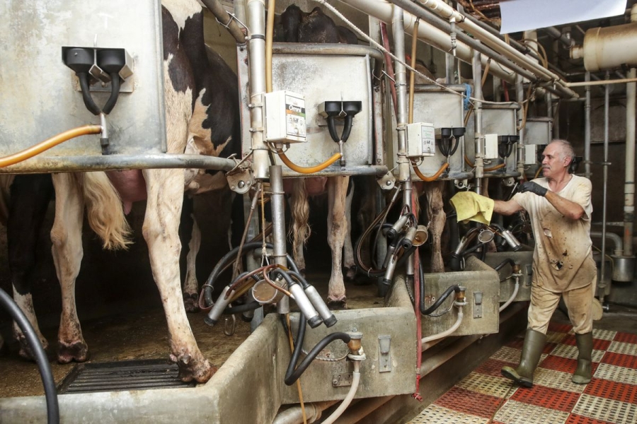 A dairy farm workers attaches milking machines to cows housed in metal enclosures.