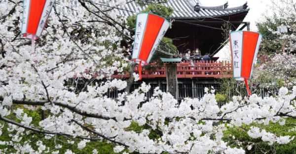 Crowds gather to see cherry blossoms at peak bloom in Tokyo