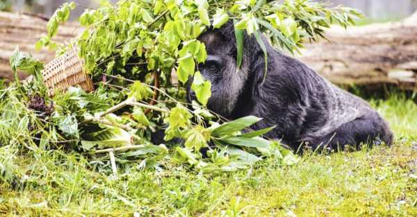 Berlin Zoo celebrates gorilla’s 67th birthday with fruity treat