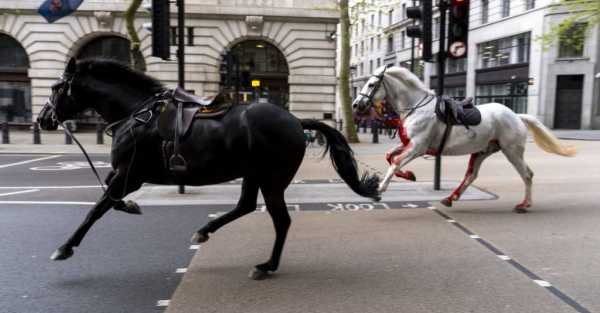 Two military horses undergo operations after running loose in London