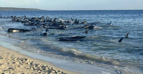 More than 100 pilot whales beached on western Australian coast are rescued