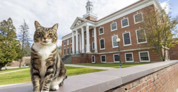 Max the friendly cat awarded honorary degree by US university