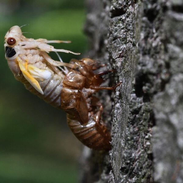 Cicadas 2024: Watch Sir David Attenborough seduce a cicada with the snap of his fingers.