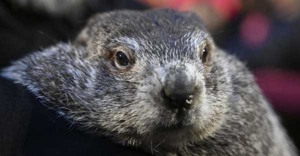Punxsutawney Phil’s babies have been named Shadow and Sunny