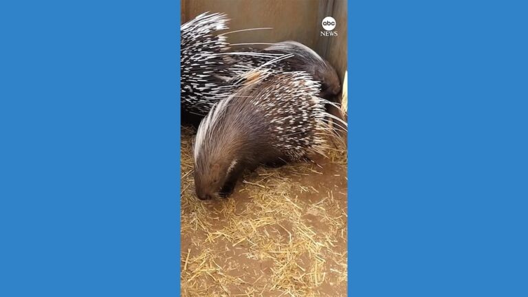 Video Adelaide Zoo welcomes Cape porcupine brothers