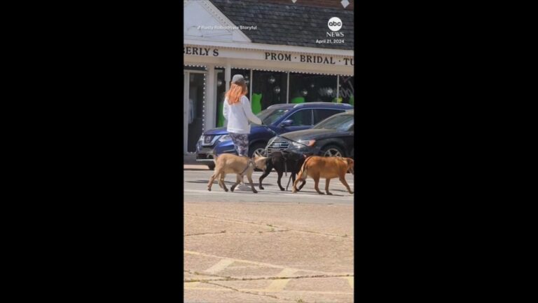 Video Part of the pack: Goat goes for a walk with a couple of dogs