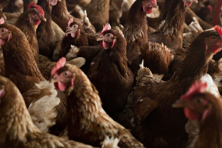 Bird flu 2024: The US can vaccinate birds against avian flu. Why aren’t we?