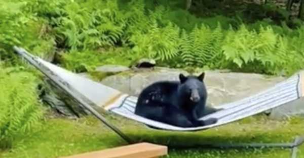 Young bear spotted relaxing on hammock in Vermont garden