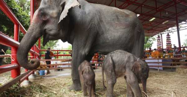 Rare twin elephants in Thailand receive monks’ blessings