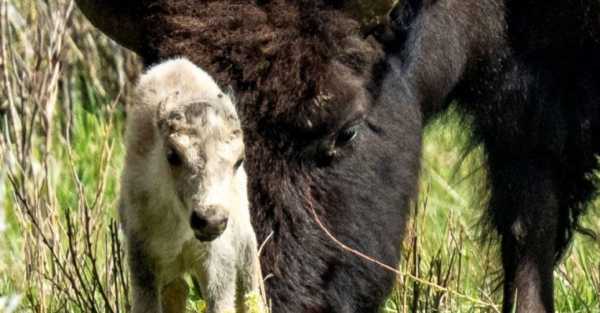 Reported birth of rare white buffalo calf ‘fulfils tribal prophecy’