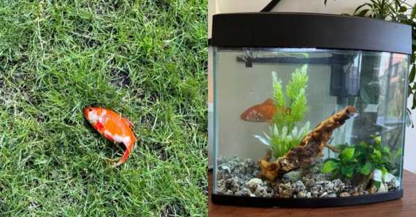 Doctor goes viral after finding mystery goldfish in garden and keeping as pet