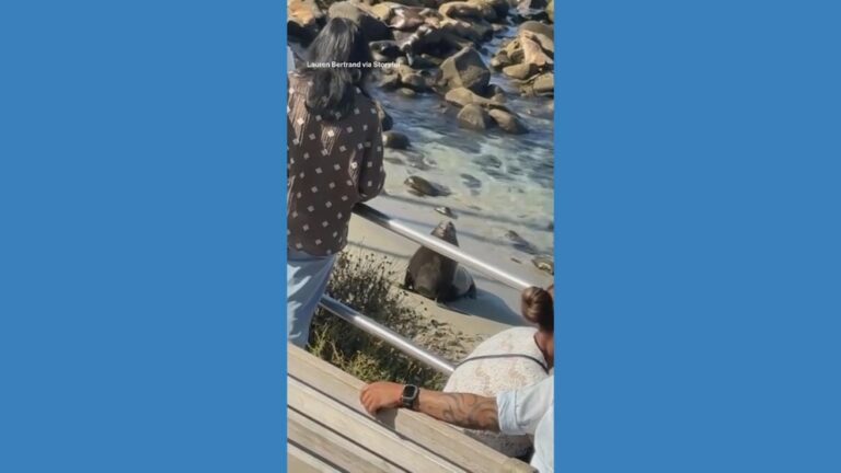 Video Sea lion charges toward beachgoers in California