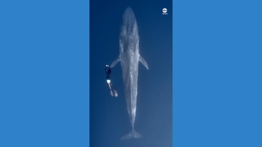 Video Diver swims alongside blue whale in spectacular close encounter